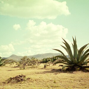 Yucca Cactus Photo in Mexican Desert Photography Print | Fine Art Photography | Wall Art Print | Travel Photography