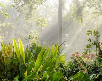 Jungle in Costa Rica Struck by Rays of Sunlight Photography Print | Garden Jungle Paradise | Travel Photography | Plant Lovers | Wall Art