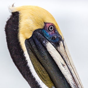 Pelican Portrait Photography Art Print | Close-up of Brown Pelican&#39;s Head and Sharp Eyes