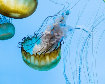 Jellyfish Swimming in Deep Blue Water Abstract Animal Photography Print | Wildlife Photography | Animal Lovers | Wall Art