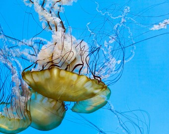 Jellyfish Swimming in Deep Blue Water Abstract Animal Photography Print | Wildlife Photography | Animal Lovers | Wall Art