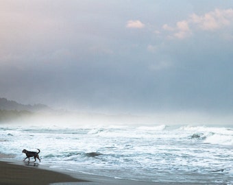 Costa Rica Beach with Dog Playing in Big Surf Photo Print | Playa Negra | Travel Photography | Printable Wall Art