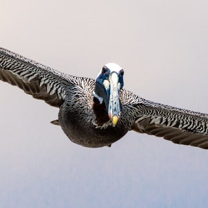Brown Pelican in Flight Fine Art Photography Print | Close-up Straight on As it Approaches