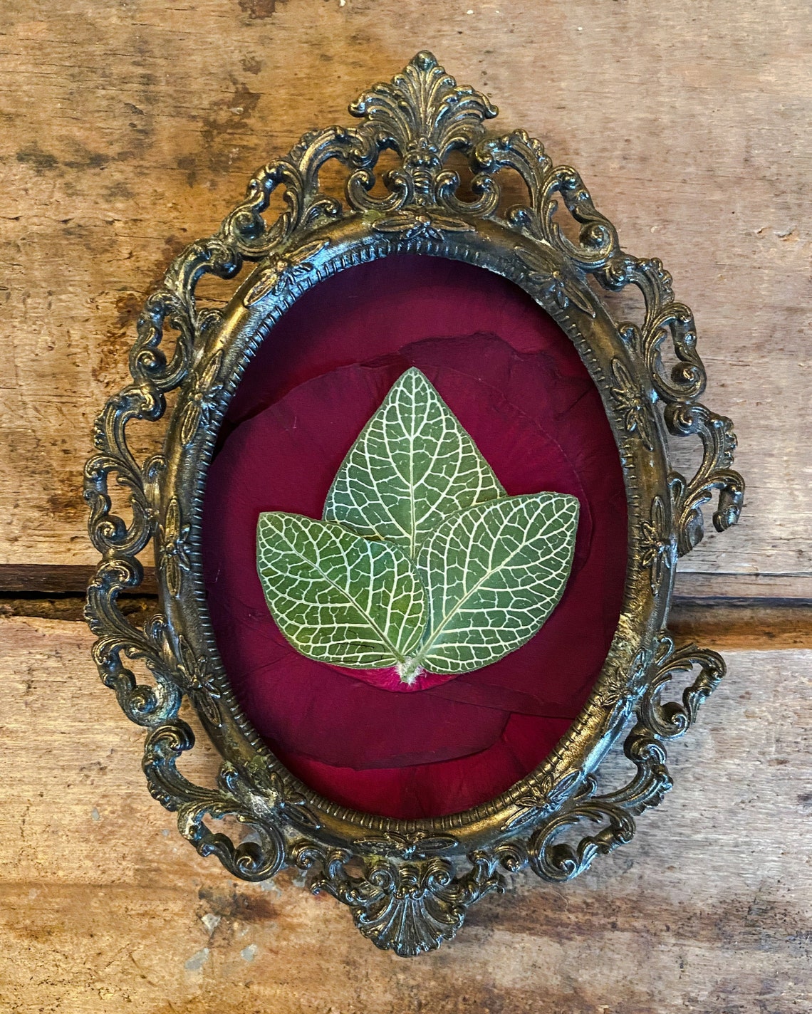 Pressed Flowers Fittonia albivenis | Etsy