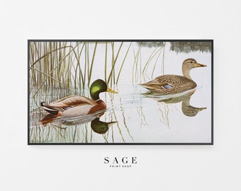 May include: A vintage illustration of two ducks swimming in a pond. The ducks are brown and white with green heads. The pond is surrounded by tall green reeds.