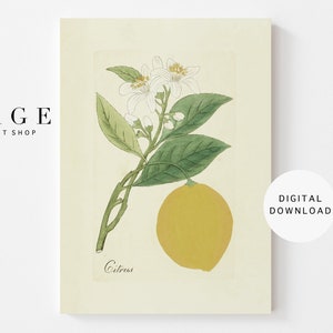 Vintage Lemon Print | Botanical Wall Art | Citrus Painting | Printable | 086