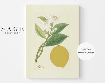 Vintage Lemon Print | Botanical Wall Art | Citrus Painting | Printable | 086