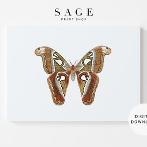 Butterfly Wall Art | Rustic Moth Print | Vintage Butterfly Painting | Printable | 029