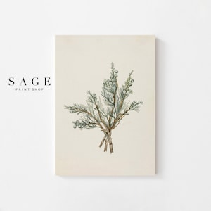 Juniper Branch Printable Wall Art, Winter Botanical Digital Download, Neutral Christmas Decor