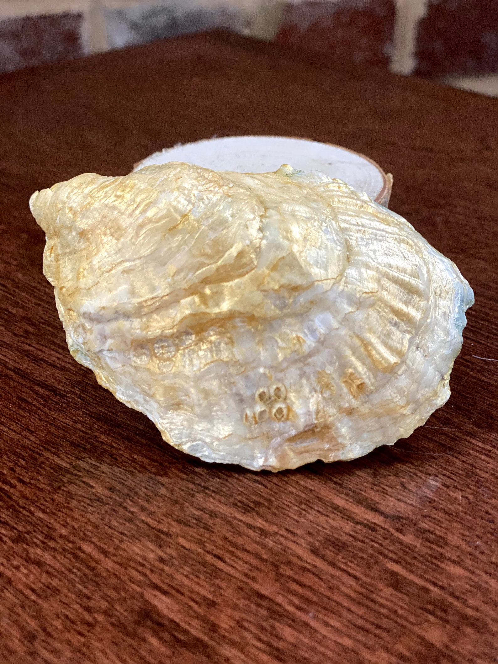 Oyster Shell Trinket DishHand PaintedJewelry DishSalt Etsy