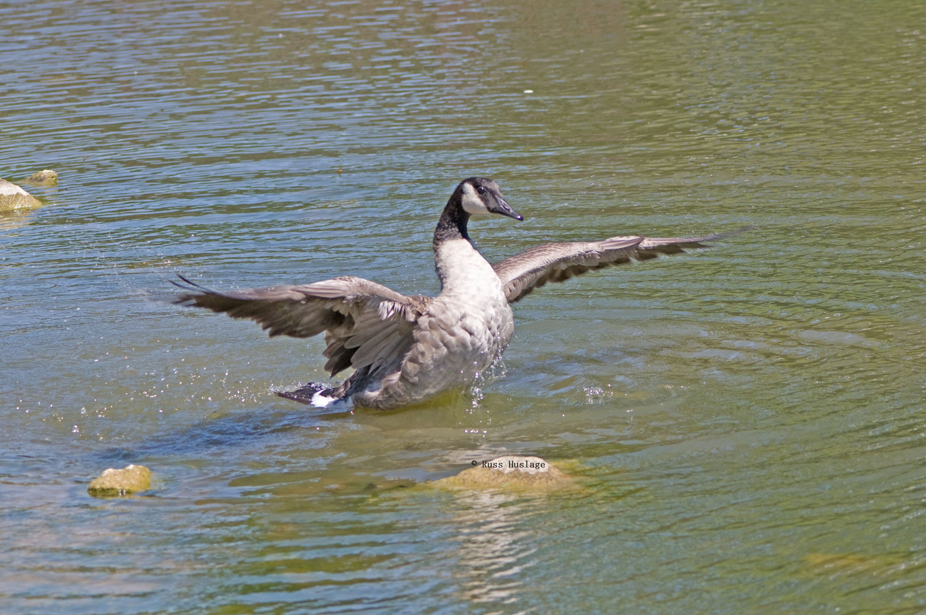 Canada Goose Replica Etsy Singapore