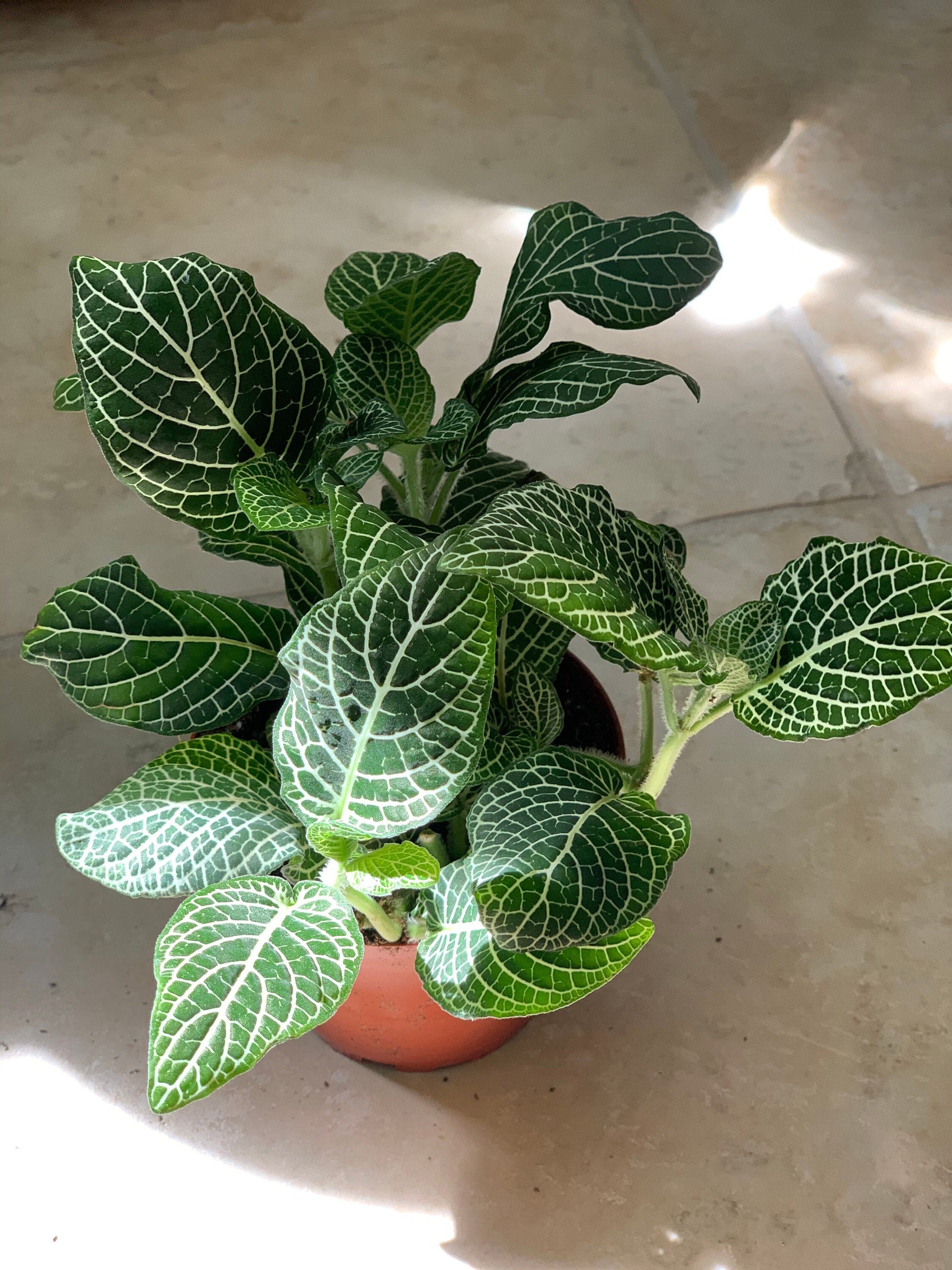 4 Nerve Plant �White Anne� FITTONIA ARGYRONEURA Etsy