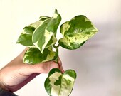 Njoy N Joy Pothos Houseplant Cutting Rooted