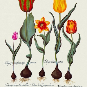 Basilius Besler ,Hortus Eystettensis, Tavola 71, 1613, stampa botanica (giclée) su tela, 50x70cm. o 20x25" ca.