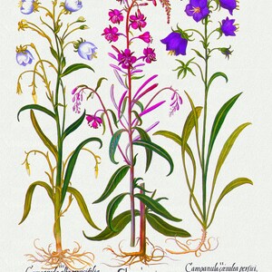 E Basilius Besler ,Hortus Eystettensis, Plate 156, 1613, botanischer Druck (Giclee) auf Leinwand, 50x70cm. oder 20x25" ca.