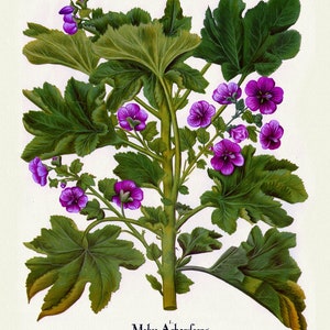 Basilius Besler ,Hortus Eystettensis, Tavola 221, 1613, stampa botanica (giclée) su tela, 50x70cm. o 20x25" ca.