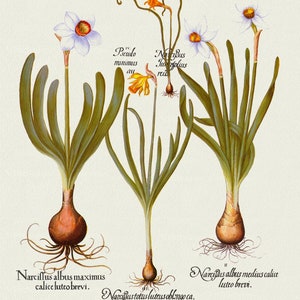 Basilius Besler ,Hortus Eystettensis, Tavola 62, 1613, stampa botanica (giclée) su tela, 50x70cm. o 20x25" ca.
