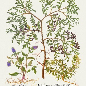 Basilius Besler, Hortus Eystettensis, Placa 135, 1613, impressão botânica (giclée) sobre tela, 50x70cm. ou 20x25" aprox.