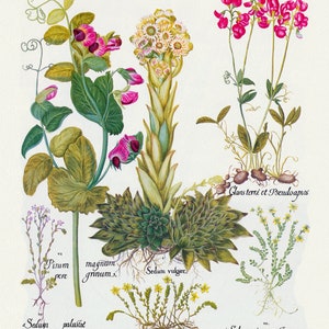 Easilius Besler ,Hortus Eystettensis, Tavola 298, 1613, stampa botanica (giclée) su tela, 50x70cm. o 20x25" ca.