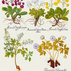 Basilius Besler ,Hortus Eystettensis, Tavola 16, 1613, stampa botanica (giclée) su tela, 50x70cm. o 20x25" ca.