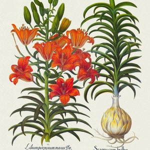 Basilius Besler ,Hortus Eystettensis, Tavola 85, 1613, stampa botanica (giclée) su tela, 50x70cm. o 20x25" ca.