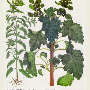 Basilius Besler ,Hortus Eystettensis, Tavola 227, 1613, stampa botanica (giclée) su tela, 50x70cm. o 20x25" ca.