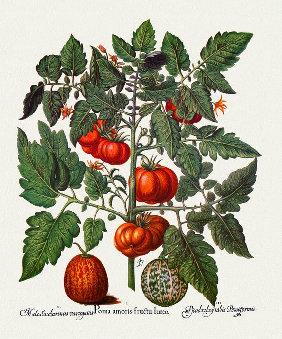 Basilius Besler ,Hortus Eystettensis, Plate  319, 1613, botanical print (giclee) on canvas, 50x70cm. or 20x25" approx.