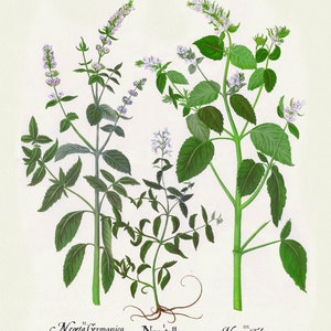 Basilius Besler, Hortus Eystettensis, Plate 229, 1613, botanischer Druck (Giclee) auf Leinwand, 50x70cm. oder 20x25" ca.