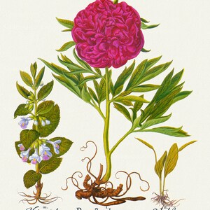 Basilius Besler, Hortus Eystettensis, Plate 100, 1613, botanischer Druck (Giclee) auf Leinwand, 50x70cm. oder 20x25" ca.