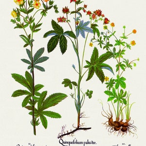 Basilius Besler ,Hortus Eystettensis, Tavola 270, 1613, stampa botanica (giclée) su tela, 50x70cm. o 20x25" ca.