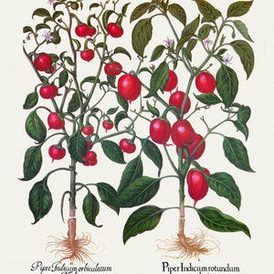 Basilius Besler ,Hortus Eystettensis, Lámina 330, 1613, grabado botánico (giclée) sobre lienzo, 50x70cm. o 20x25" aprox.
