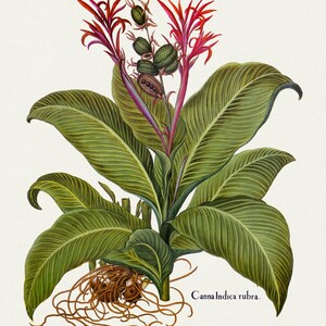 E Basilius Besler ,Hortus Eystettensis, Tavola 332, 1613, stampa botanica (giclée) su tela, 50x70cm. o 20x25" ca.