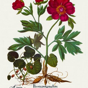 Basilius Besler, Hortus Eystettensis, Tafel 102, 1613, botanischer Druck (Giclee) auf Leinwand, 50x70cm. oder 20x25" ca.