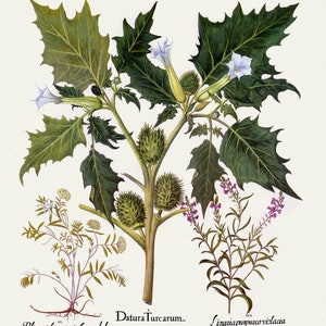 Basilius Besler ,Hortus Eystettensis, Tavola 343, 1613, stampa botanica (giclée) su tela, 50x70cm. o 20x25" ca.