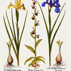 Basilius Besler, Hortus Eystettensis, Plate 197, 1613, botanischer Druck (Giclee) auf Leinwand, 50x70cm. oder 20x25" ca.