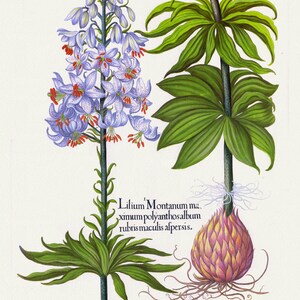 Basilius Besler, Hortus Eystettensis, Placa 183, 1613, impressão botânica (giclée) sobre tela, 50x70cm. ou 20x25" aprox.