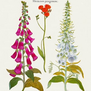 Basilius Besler, Hortus Eystettensis, Plate 150, 1613, botanischer Druck (Giclee) auf Leinwand, 50x70cm. oder 20x25" ca.