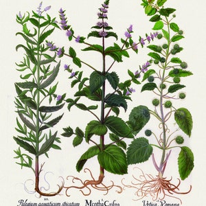 Basilius Besler ,Hortus Eystettensis, Tavola 230, 1613, stampa botanica (giclée) su tela, 50x70cm. o 20x25" ca.