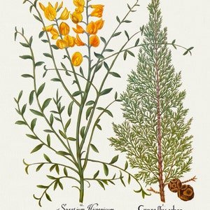 Basilius Besler ,Hortus Eystettensis, Tavola 137, 1613, stampa botanica (giclée) su tela, 50x70cm. o 20x25" ca.