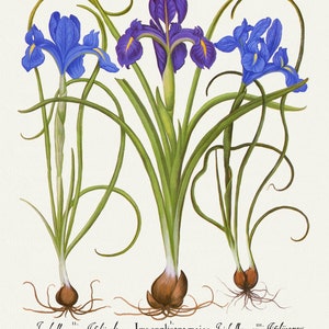 Basilius Besler ,Hortus Eystettensis, Plate 199, 1613, botanischer Druck (Giclee) auf Leinwand, 50x70cm. oder 20x25" ca.