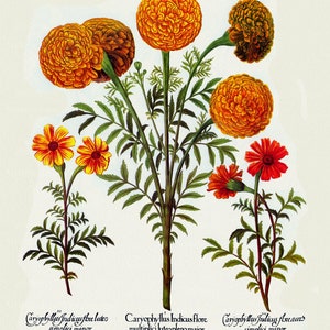 Basilius Besler ,Hortus Eystettensis, Tavola 305, 1613, stampa botanica (giclée) su tela, 50x70cm. o 20x25" ca.