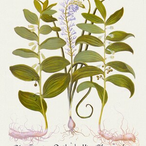 Basilius Besler ,Hortus Eystettensis, Plate 131, 1613, botanischer Druck (Giclee) auf Leinwand, 50x70cm. oder 20x25" ca.