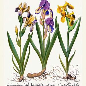 Basilius Besler ,Hortus Eystettensis, Plate 123, 1613, botanischer Druck (Giclee) auf Leinwand, 50x70cm. oder 20x25" ca.