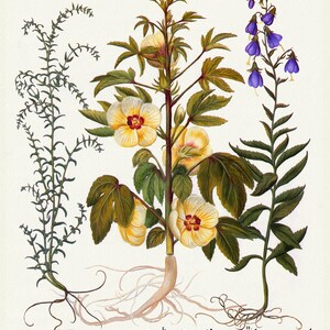 Basilius Besler ,Hortus Eystettensis, Tavola 216, 1613, stampa botanica (giclée) su tela, 50x70cm. o 20x25" ca.