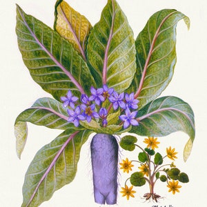 Basilius Besler, Hortus Eystettensis, Tafel 126, 1613, botanischer Druck (Giclee) auf Leinwand, 50x70cm. oder 20x25" ca.