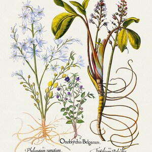 Basilius Besler, Hortus Eystettensis, Placa 109, 1613, impressão botânica (giclée) sobre tela, 50x70cm. ou 20x25" aprox.