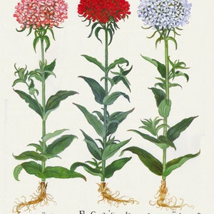 Basilius Besler, Hortus Eystettensis, Plate 254, 1613, botanischer Druck (Giclee) auf Leinwand, 50x70cm. oder 50x25" ca.