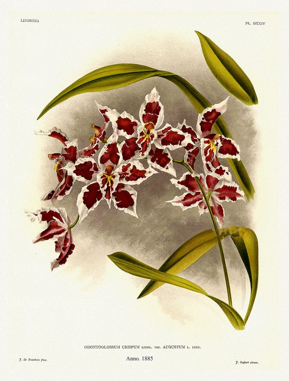 Orchid No. 653, 1885, Linden auth., botanical print (giclee) on canvas, 50x70cm. or 20x25" approx.