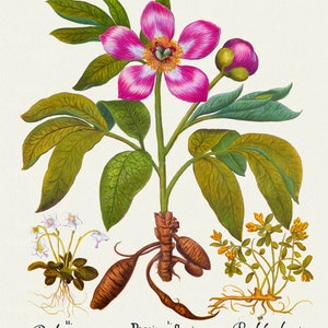 Basilius Besler ,Hortus Eystettensis, Tavola 105, 1613, stampa botanica (giclée) su tela, 50x70cm. o 20x25" ca.