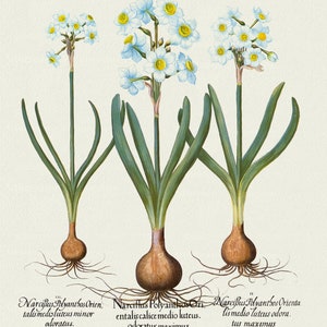 Basilius Besler ,Hortus Eystettensis, Plate 64, 1613, botanischer Druck (Giclee) auf Leinwand, 50x70cm. oder 20x25" ca.